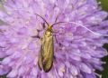 Nemophora metallica